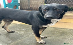 Mixed Breed dogs for adoption: Whiskey. Norwich Norfolk  - Image 12