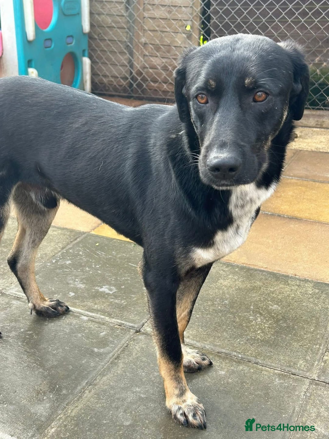 Mixed Breed dogs for adoption: Whiskey. Norwich Norfolk  - Image 12