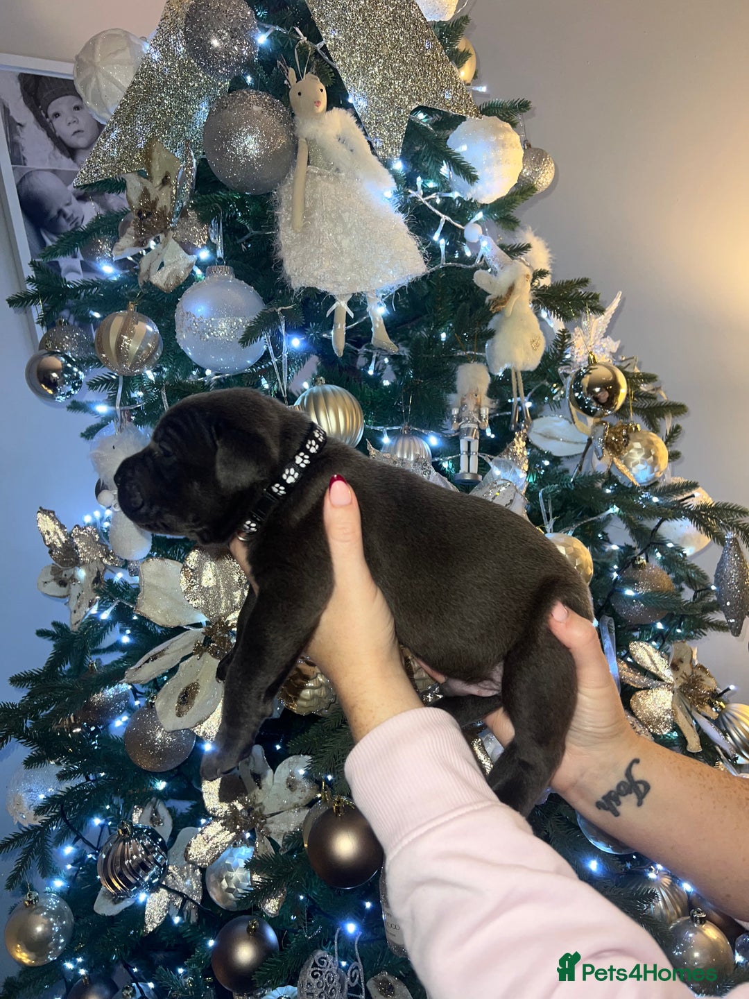Cane Corso dogs for sale: Chunky cane corso boy pups - Advert 8