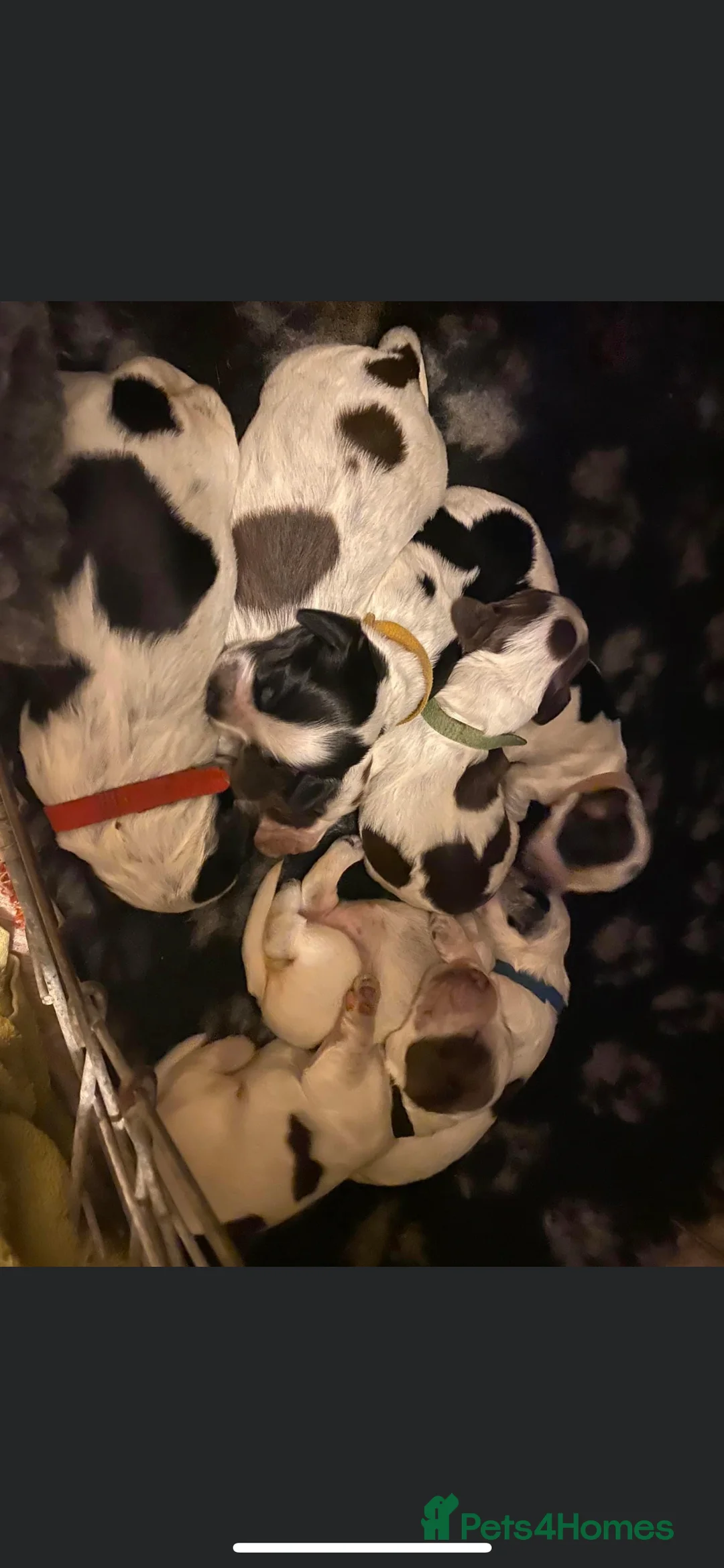 Cocker Spaniel dogs for stud: KC REG SHOW COCKER SPANIEL STUD in Gosport - Advert 18