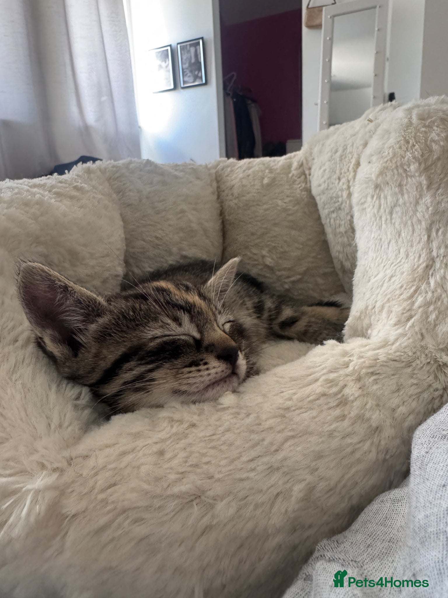 Mixed Breed cats 1 female kitten for sale  - Advert 3
