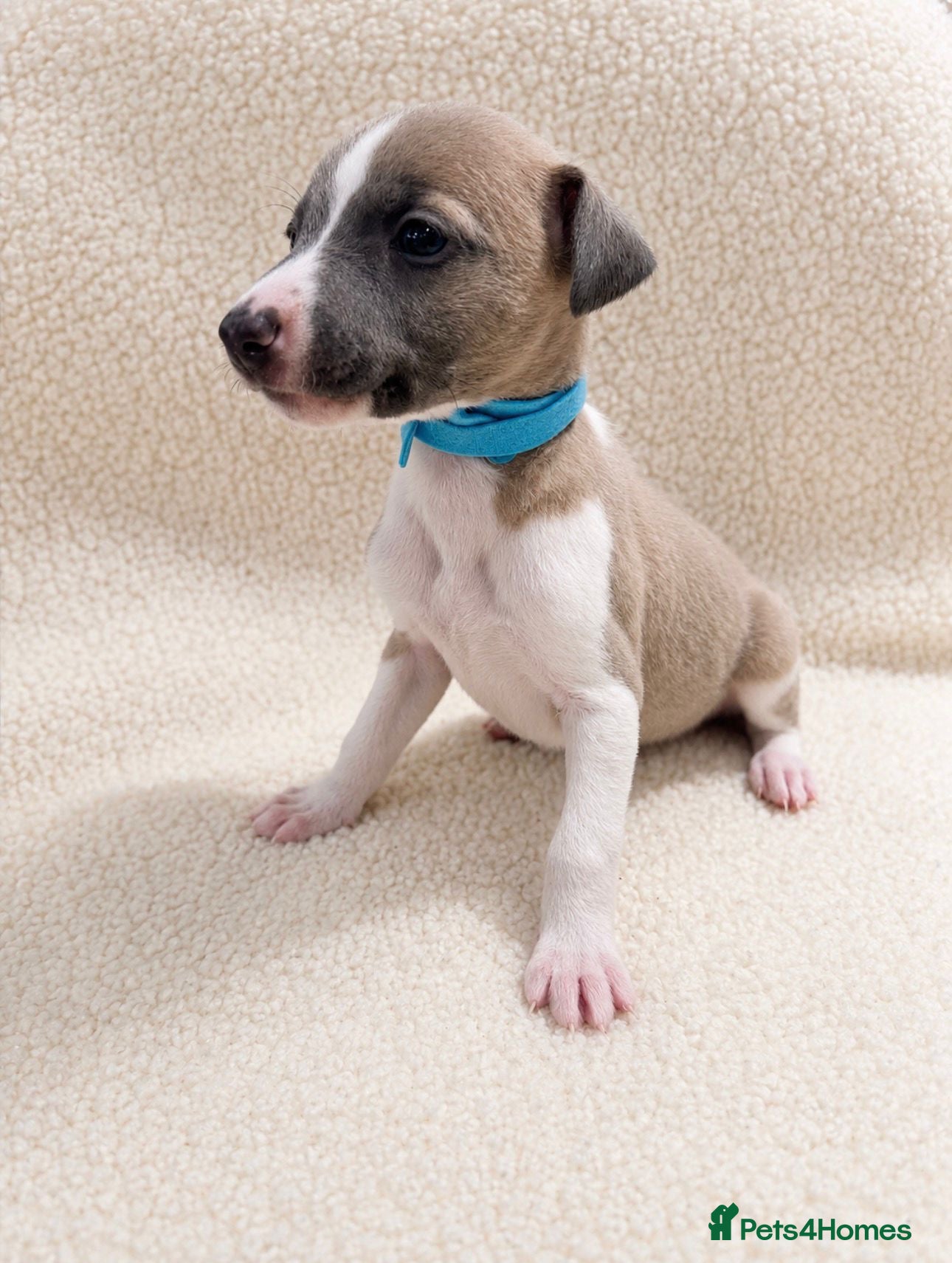 Whippet dogs Quality whippet puppies  - Advert 15