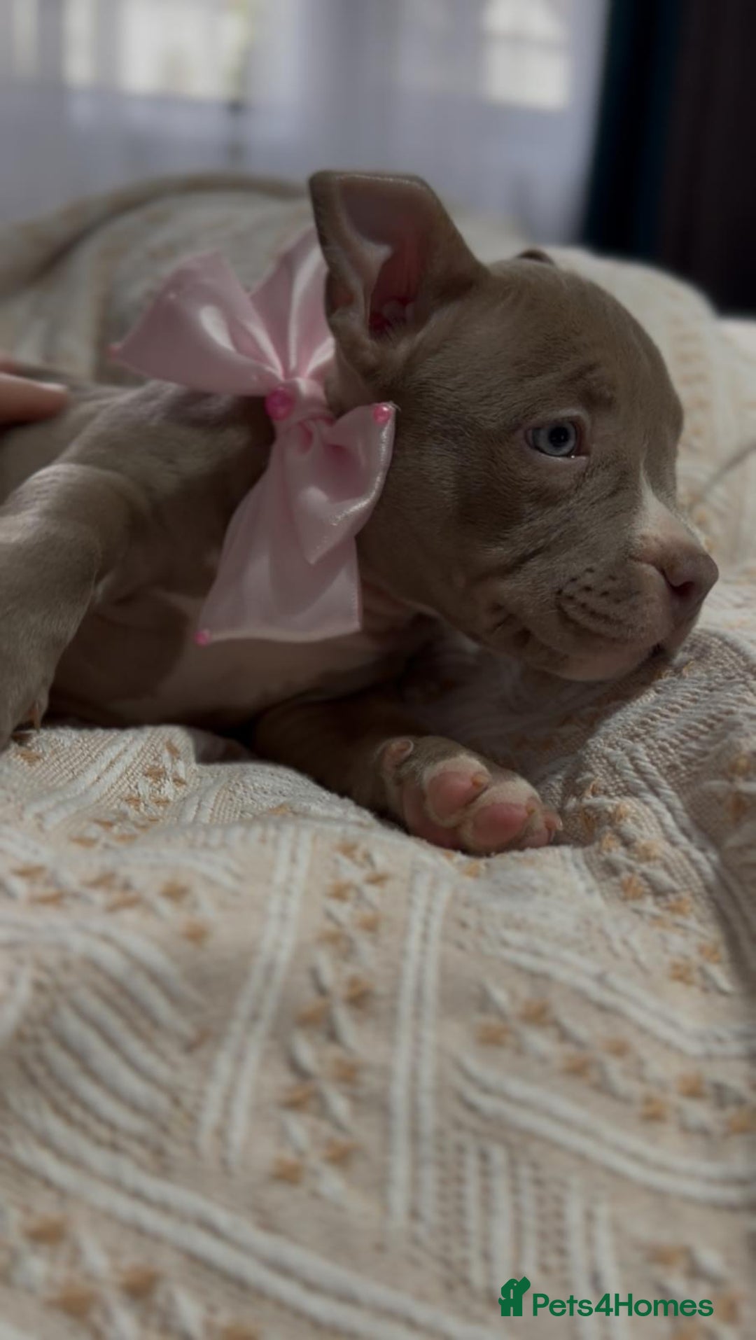 American Bully dogs for sale: American Bully Pocket Champions Bloodlines  in Ilford - Image 10