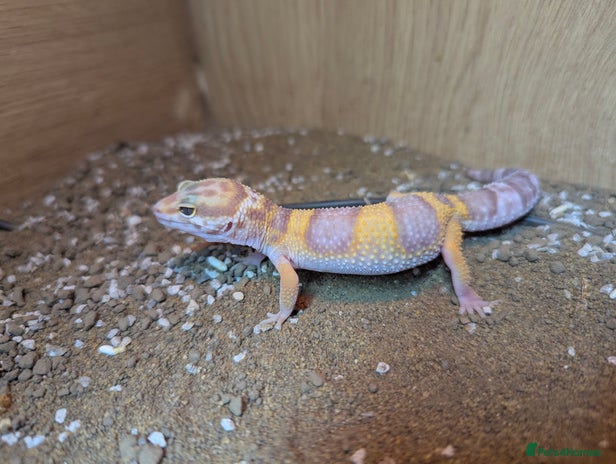 Bearded Dragon reptiles Variety of reptiles - Advert 7