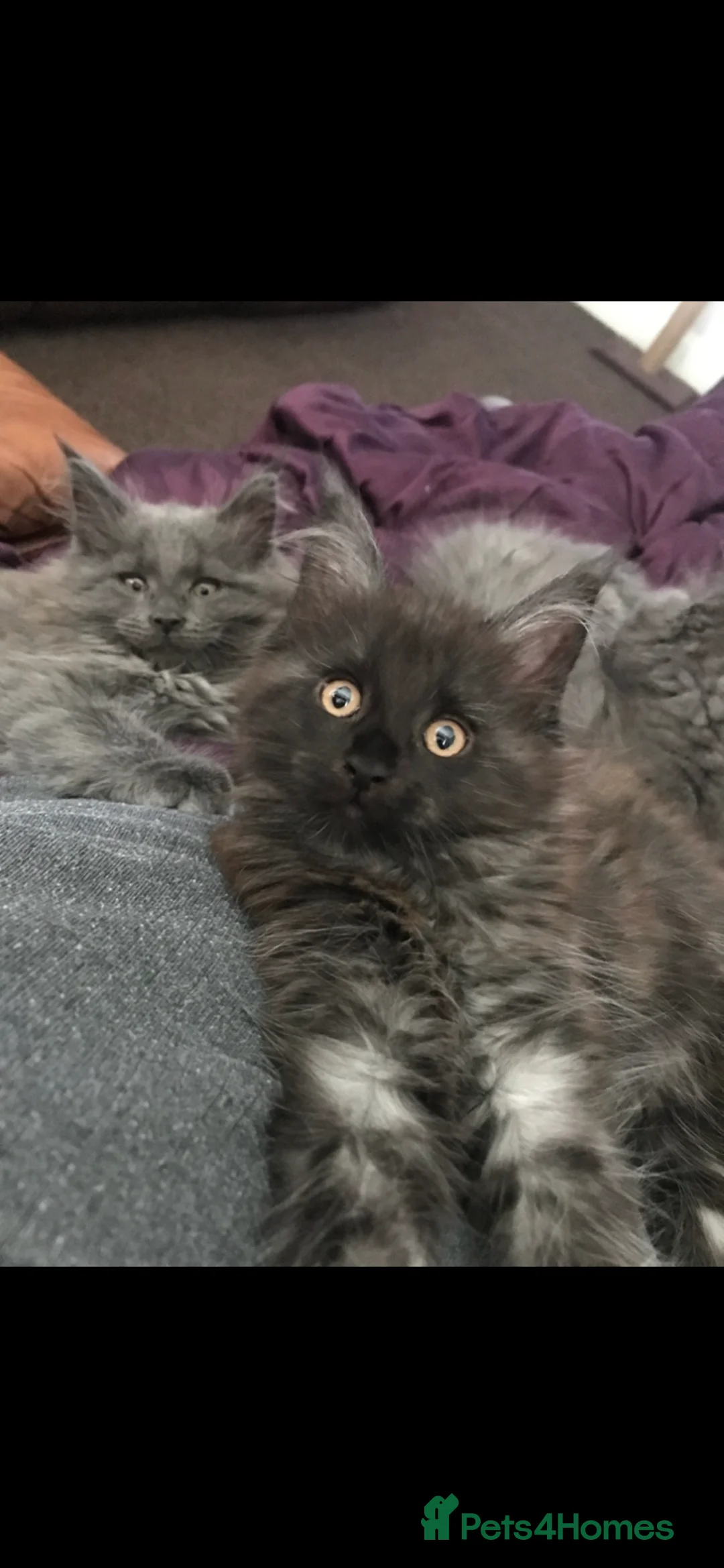 Maine Coon cats for sale: Stunning Tica registered blue boys available  - Advert 2