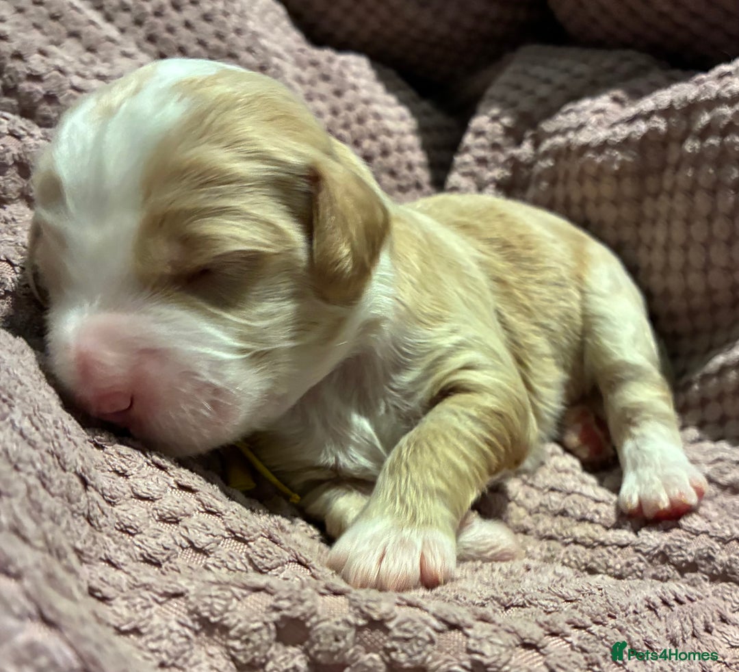 Australian Labradoodle dogs for sale: Australian Labradoodle, exceptional homes only - Advert 10