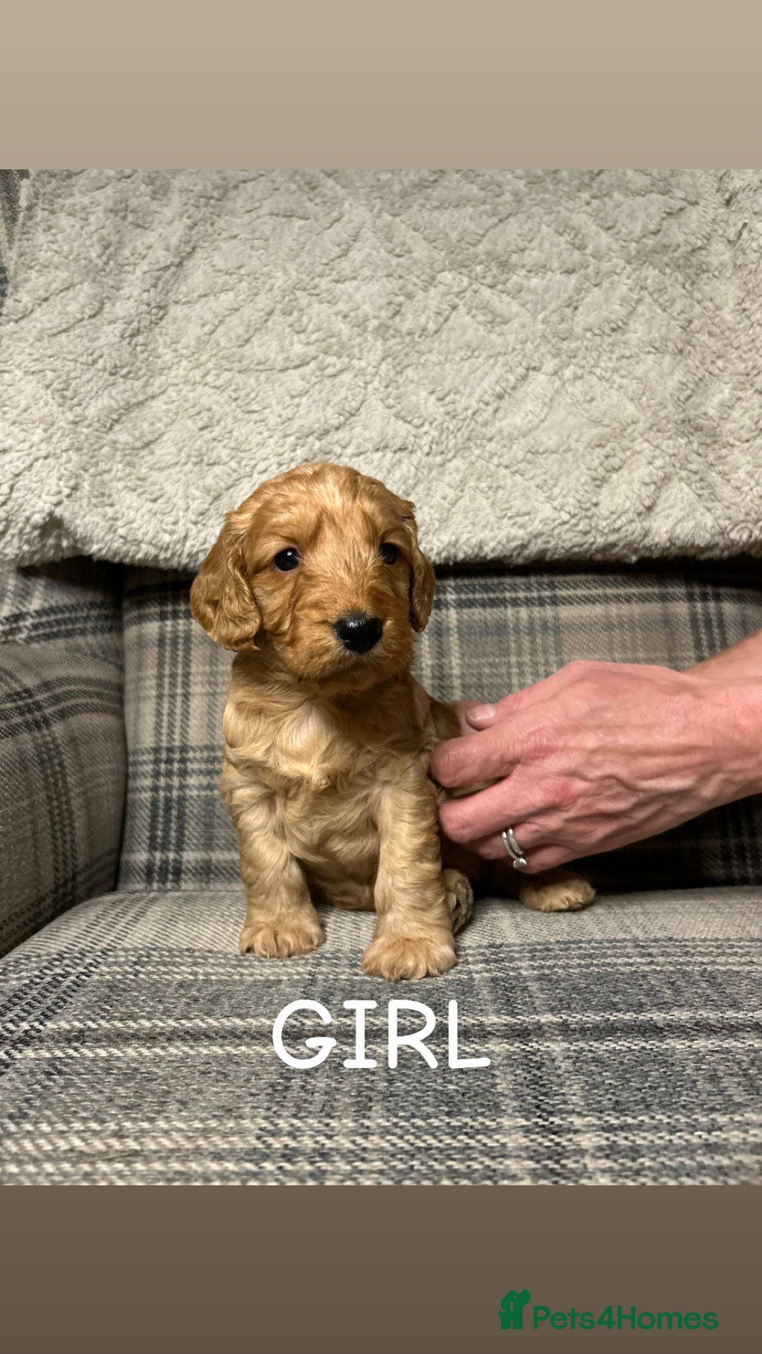 Cockapoo dogs for sale: F2 Cockapoos  - Advert 6