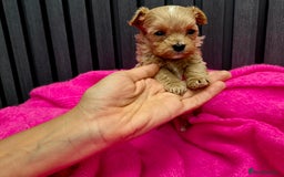 Maltipoo dogs for sale: Tiny Maltipoo Puppies for  sale - Image 9