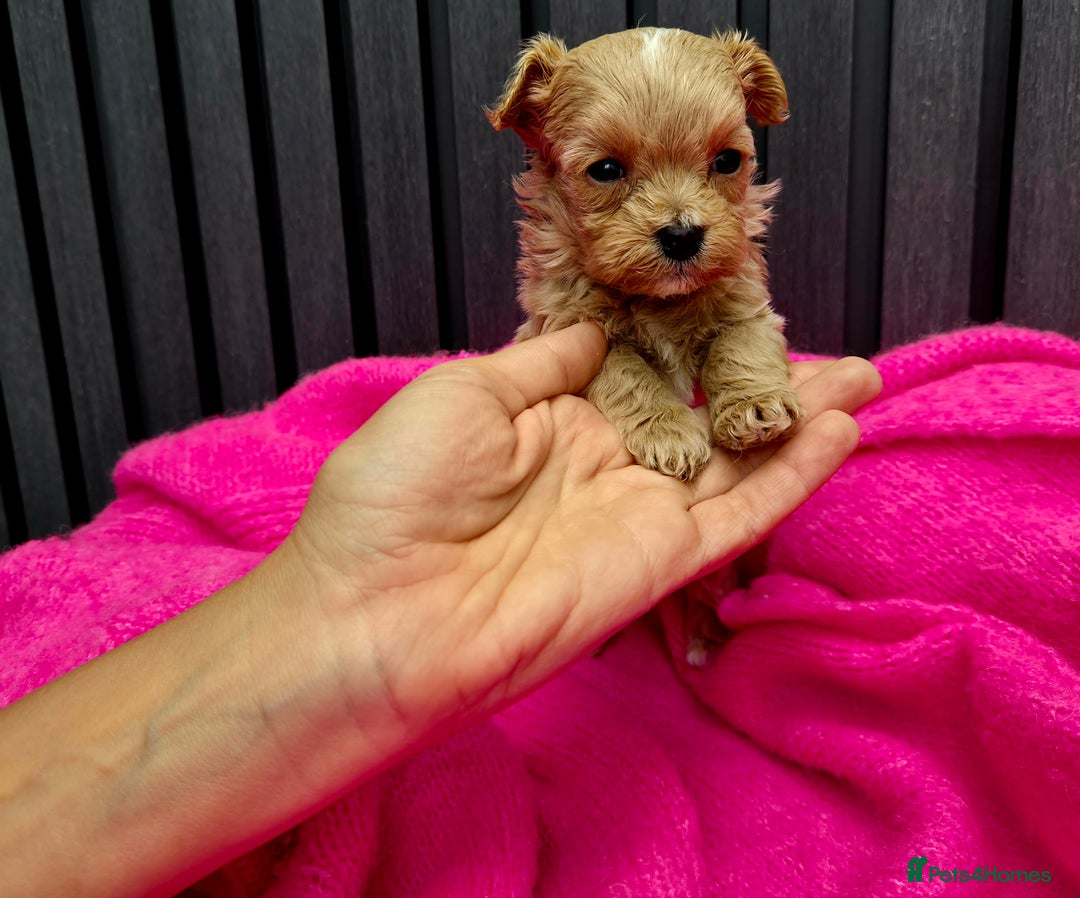 Maltipoo dogs for sale: Tiny Maltipoo Puppies for  sale - Image 9