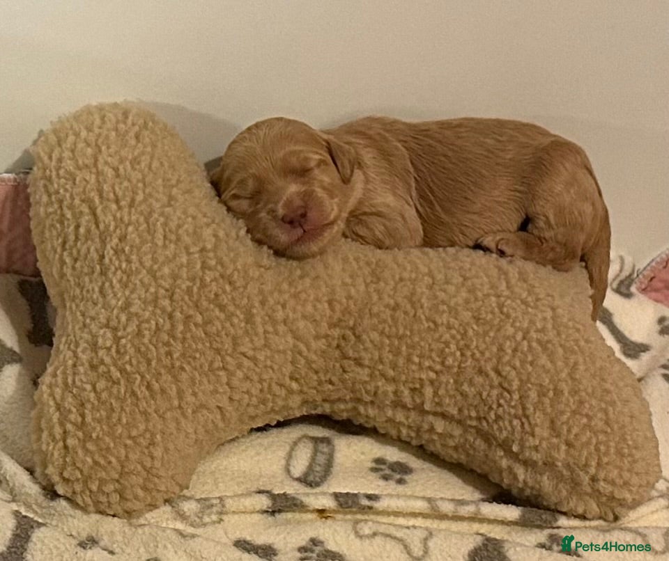 Double Doodle dogs Stunning Standard F3 Labradoodles  - Advert 2