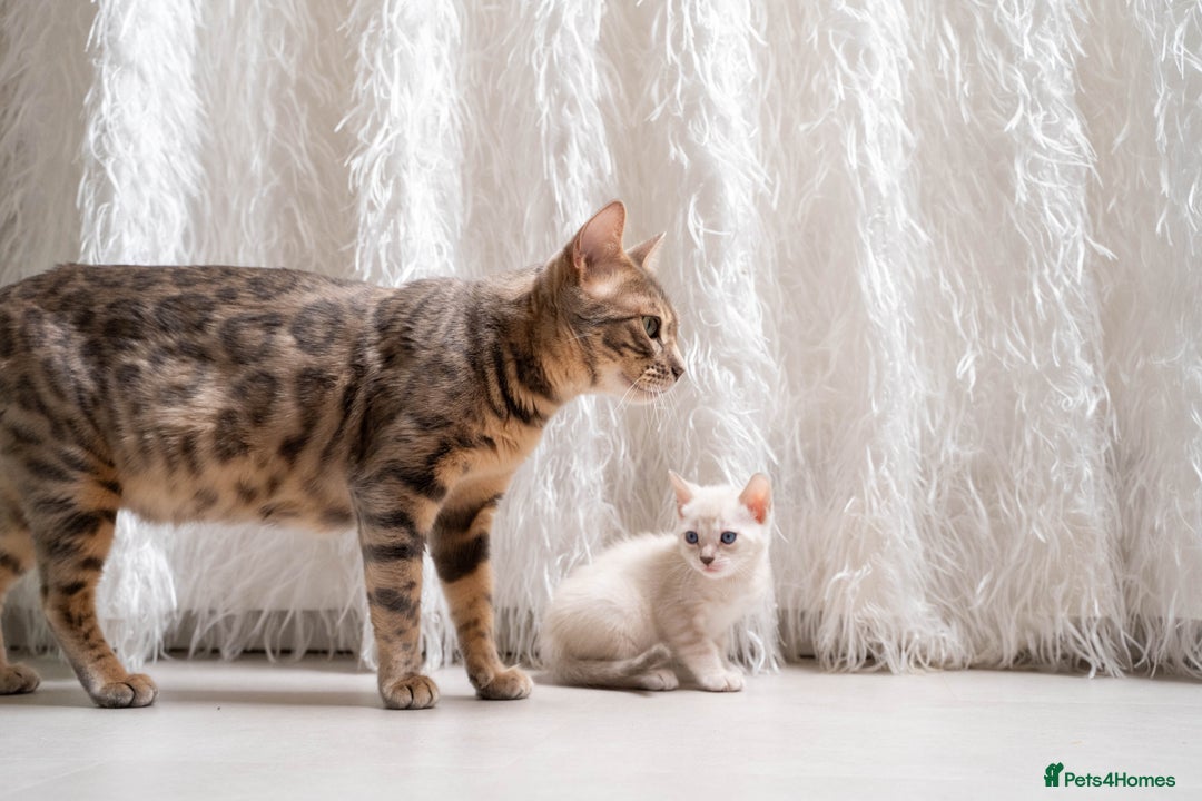 Bengal cats for sale: SNOW LYNX PURE BENGAL BOY-Frankie-Top Personality - Advert 30