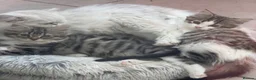 Persian cats for sale: PERSIAN CHINCHILLAS KITTENS X - Advert 3