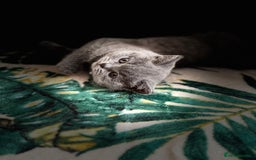 British Shorthair cats for sale: Healthy British shorthair kittens - Image 6