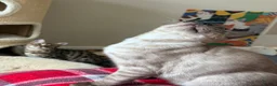 Bengal cats for sale: Seal Solid Silver Mink Bengals ❤️ - Advert 27