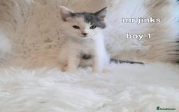 Siamese cats for sale: Bi colour blue and white kittens - Image 3