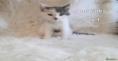 Siamese cats - Advert 2