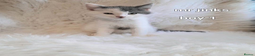 Mr Jinks