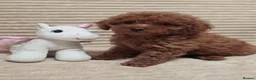 Toy Poodle dogs for sale:  Red Toy Poodle Puppies – Asian Teddy Bear Type in Motherwell - Advert 19