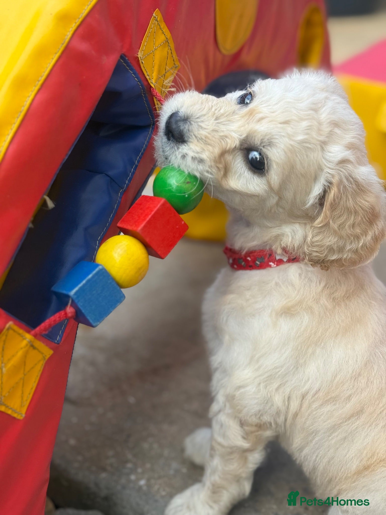 Goldendoodle dogs 🐾 Beautiful Multi-Gen Goldendoodle Puppies - Advert 1