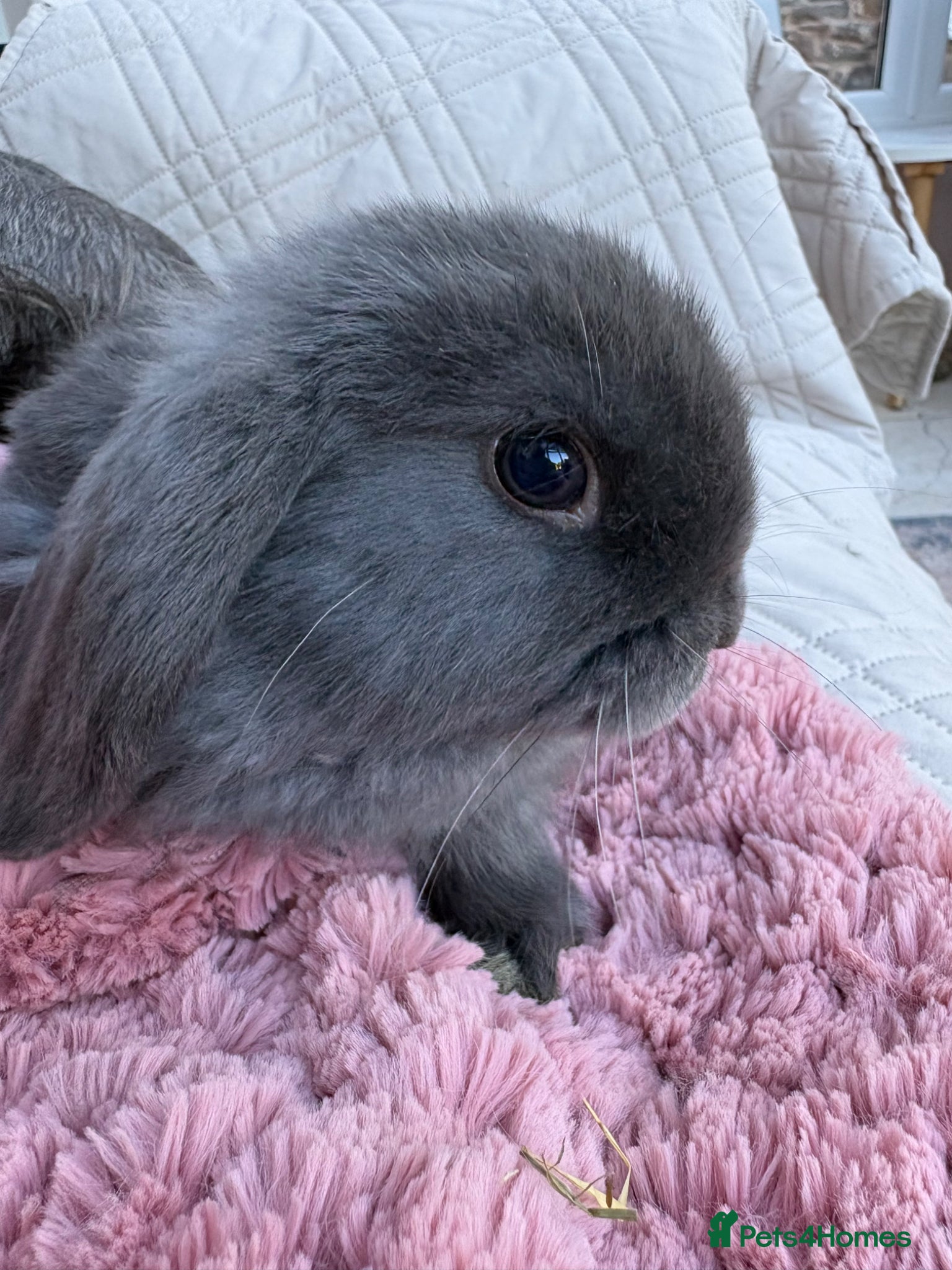 Mini Lop rabbits Raised indoors Mini lops/lion lops-vaccinated  - Advert 1
