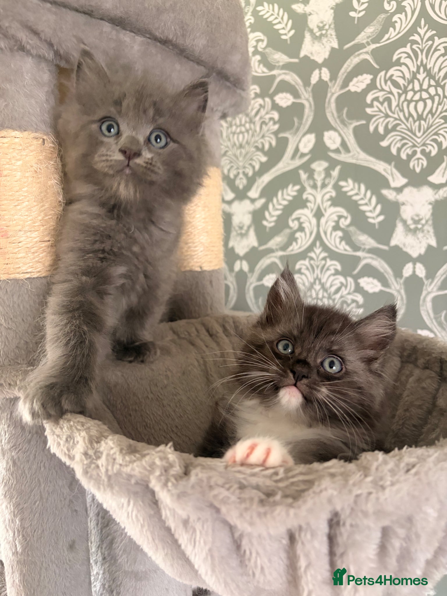 Ragcoon cats *Just 2 remaining* Ragcoon kittens - Advert 4