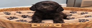 Boy 3