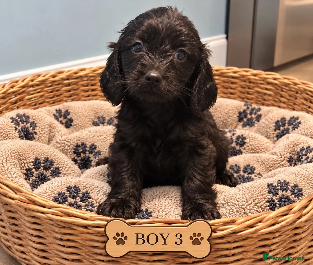 Cavapoo dogs for sale: 🐾🤍 STUNNING F1 CAVAPOO PUPPIES – READY NOW! 🤍🐾 - Advert 20