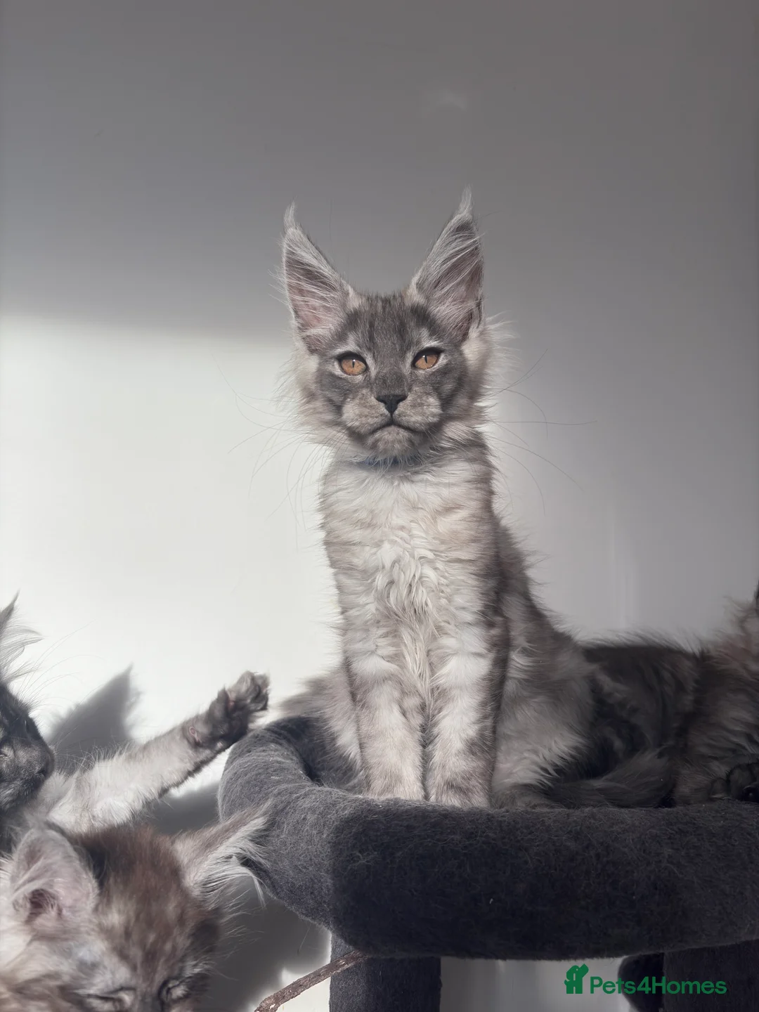 Maine Coon cats for sale: Maine coon kittens - Advert 5