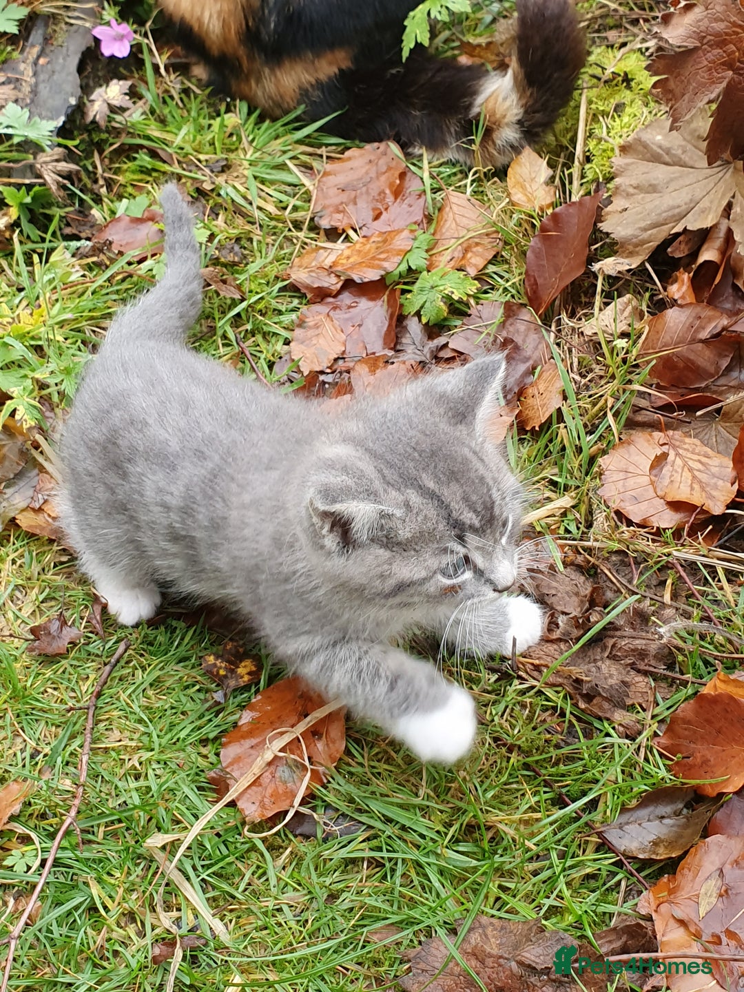 Mixed Breed cats for sale: Various Coloured Kittens - Advert 3