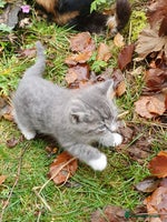 Mixed Breed cats Various Coloured Kittens - Advert 11