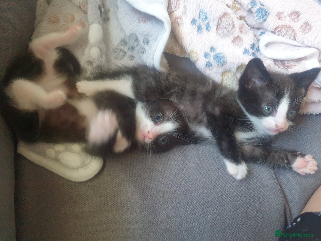 Domestic Shorthair cats for sale: Beautiful Domestic Short-haired kittens - Image 10