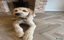Goldendoodle dogs for sale: Bertie – 6 Month Old Puppy - Image 3