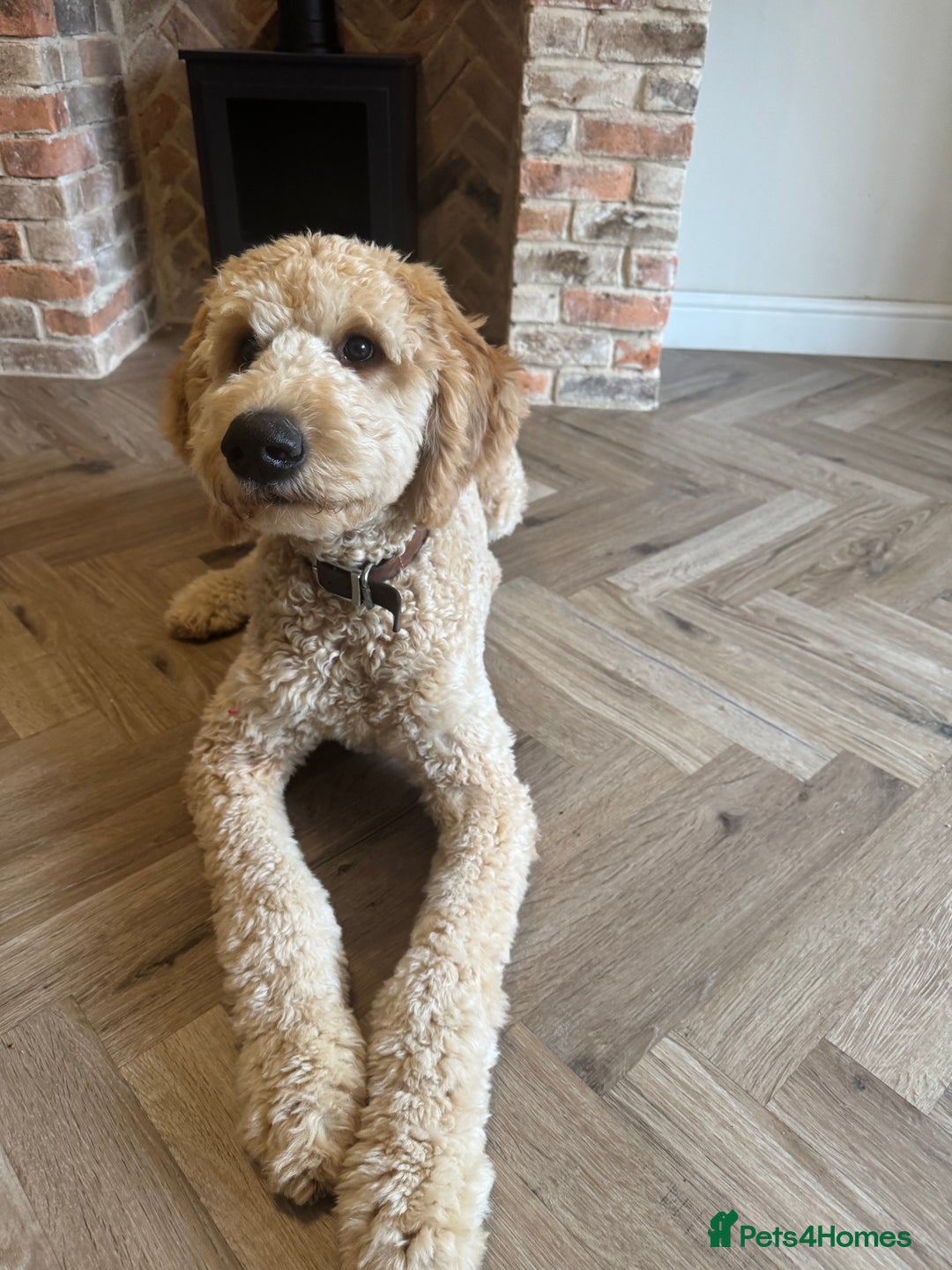 Goldendoodle dogs for sale: Bertie – 6 Month Old Puppy - Image 3