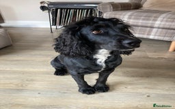 Cocker Spaniel dogs for sale: Cocker Spaniel - 4 years, Female - Image 2