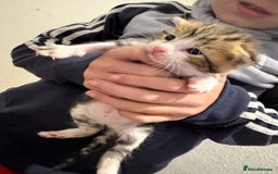 Mixed Breed cats for sale: Kittens  - Image 5