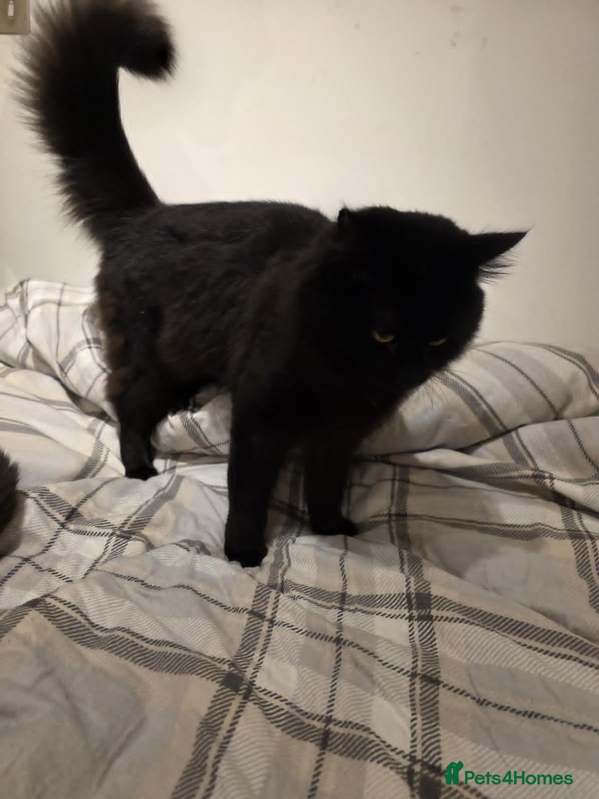 Mixed Breed cats Zazu is looking for forever home - Advert 1