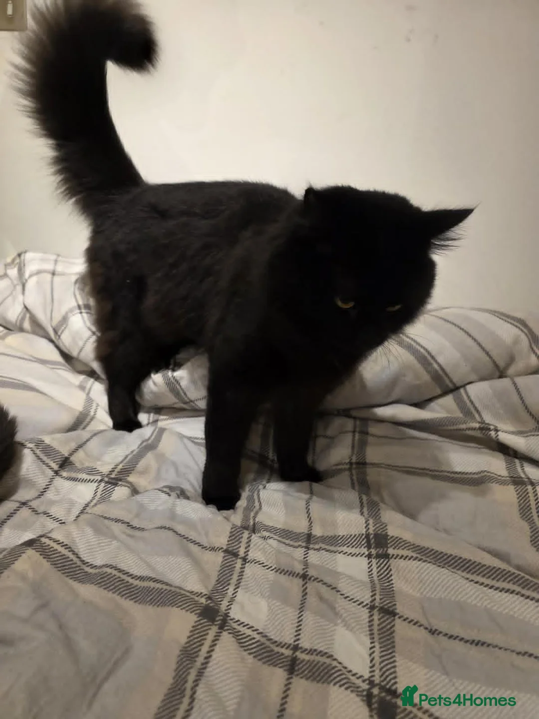 Mixed Breed cats for adoption: Zazu is looking for forever home - Advert 1