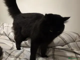 Mixed Breed cats Zazu is looking for forever home - Advert 1