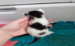 Mixed Breed cats for sale: Mixed breed stunning kittens - Image 6