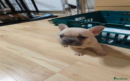 French Bulldog dogs for sale: Unique and Beautiful French bulldogs puppies  - Image 25