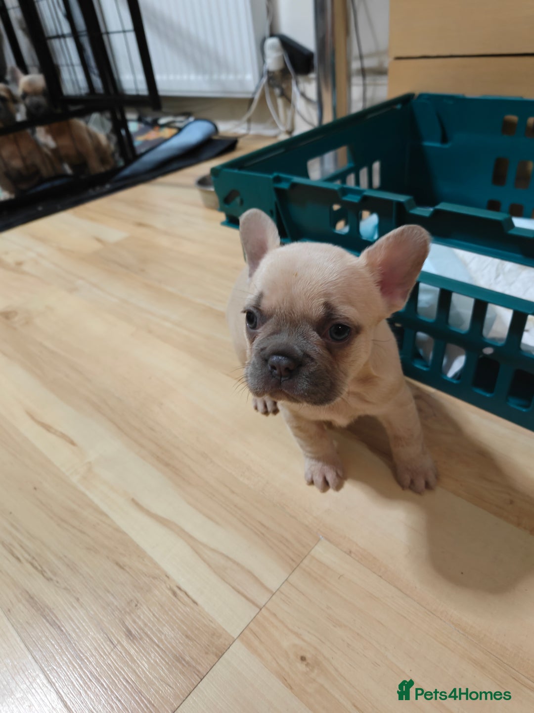 French Bulldog dogs for sale: Unique and Beautiful French bulldogs puppies  - Image 25