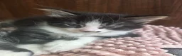 Mixed Breed cats for sale: Cute kittens for sale (NEED GONE ASAP) - Advert 18