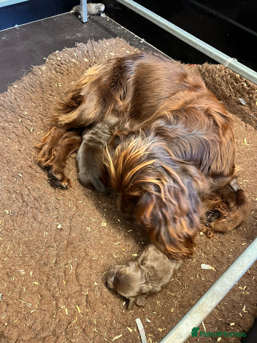 Cocker Spaniel dogs for sale: Gorgeous KC Cocker Boy - Image 7