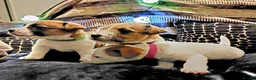 Jack Russell dogs for sale: Adorable Jack Russells - Advert 4