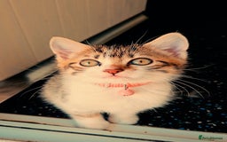 Mixed Breed cats for sale: Female Tabby Kitten  - Image 1