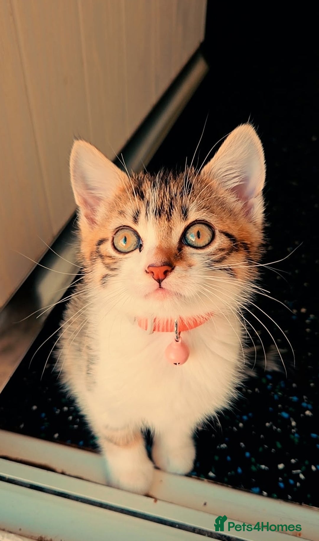 Mixed Breed cats for sale: Female Tabby Kitten  - Image 1