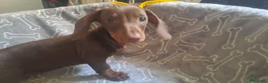 little girl 