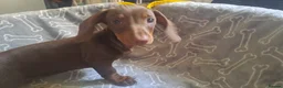 Dachshund dogs for sale: beautiful puppies  - Advert 3