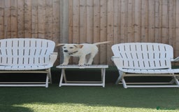Mixed Breed dogs for adoption: Cuddly Crumble - Image 11