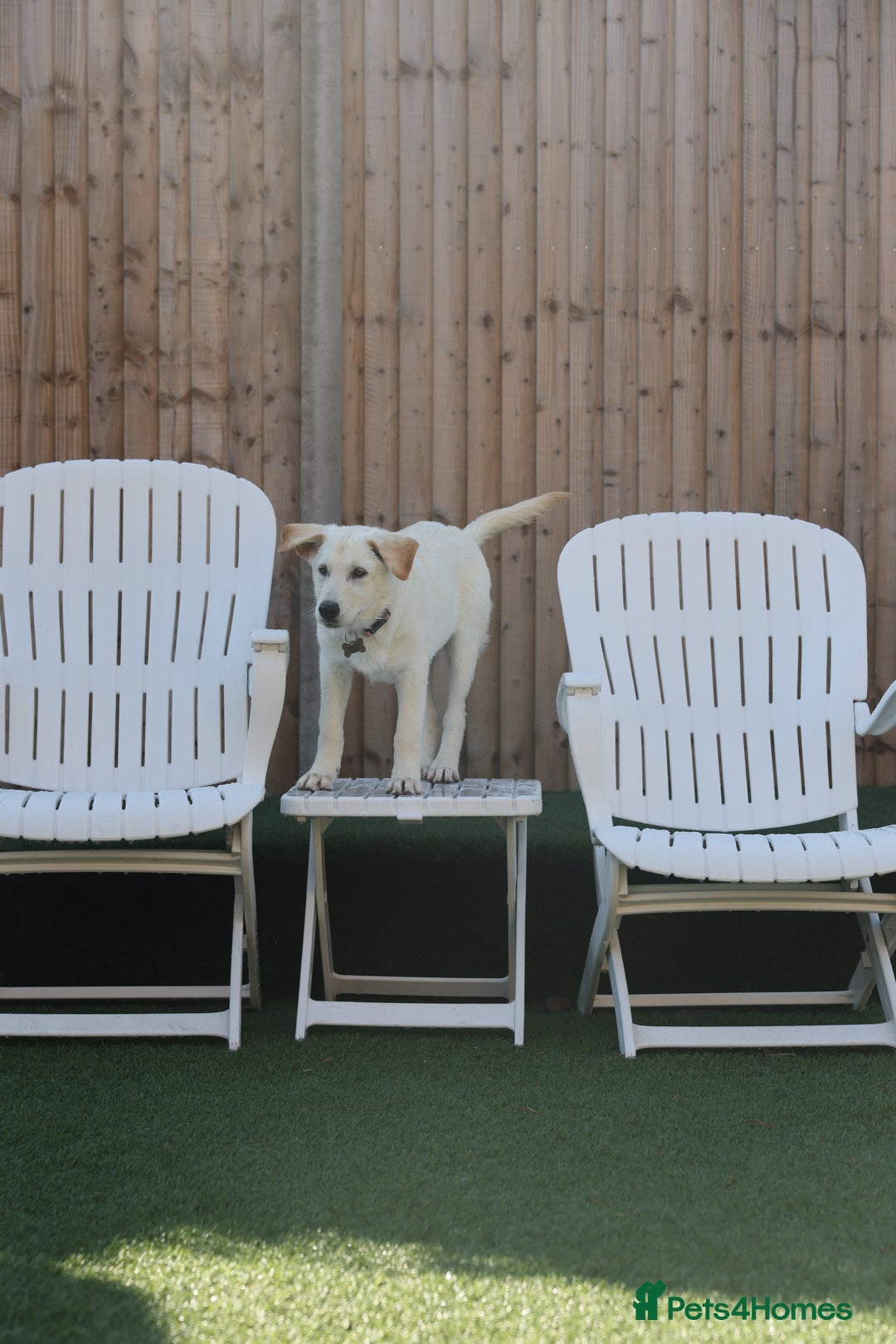 Mixed Breed dogs for adoption: Cuddly Crumble - Image 11